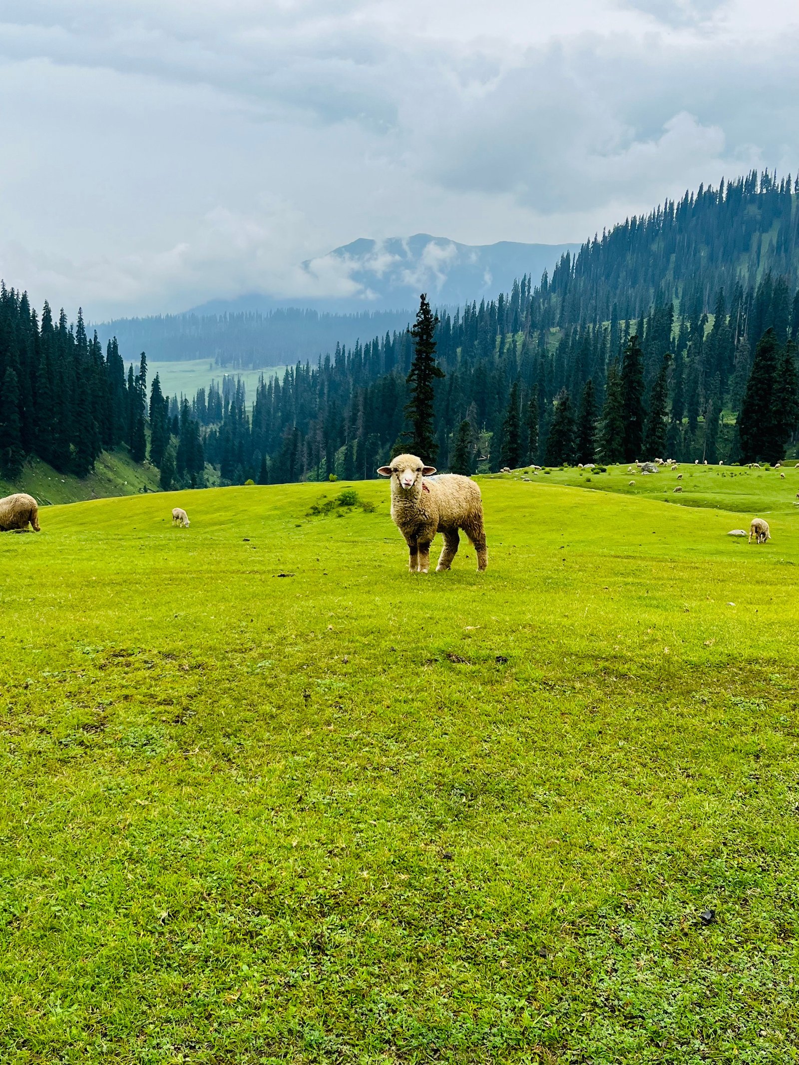 Kashmir & Arang Kel