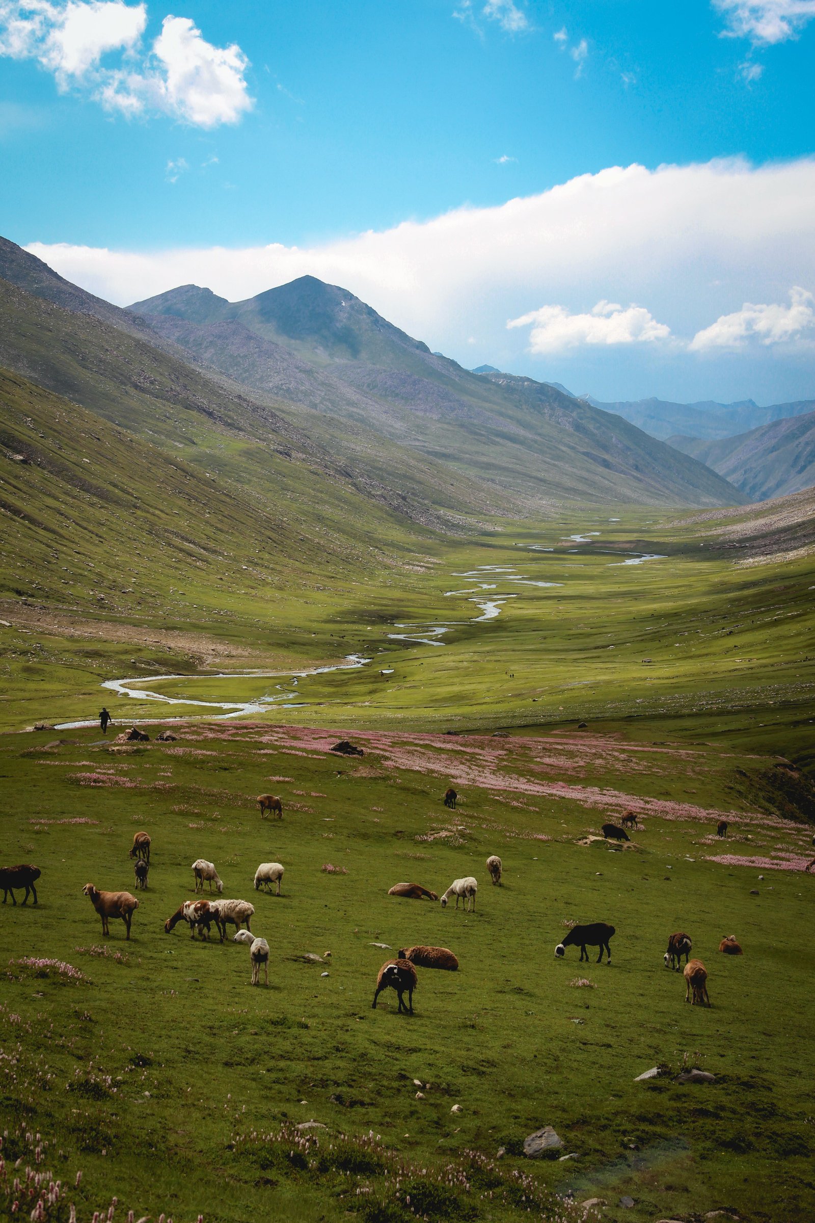 Deosai photograph 4