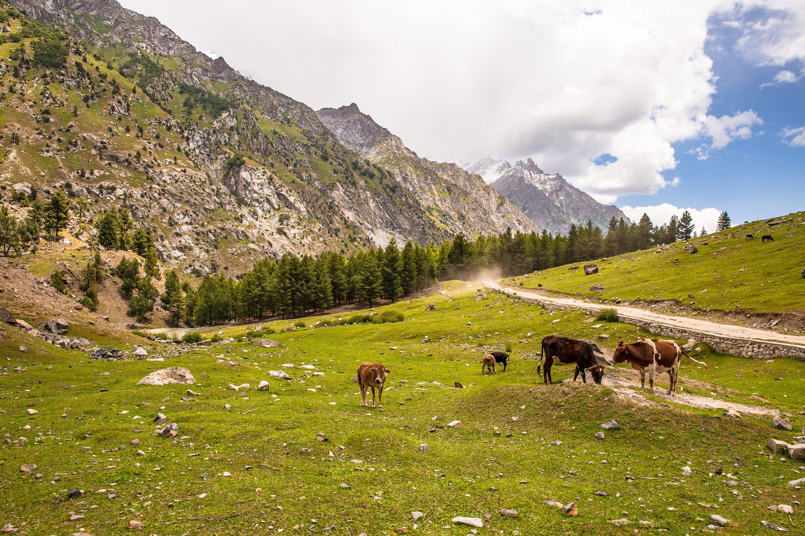 Naltar Valley photograph 6